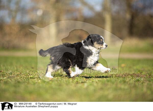 Miniature Australian Shepherd puppy / MW-29148