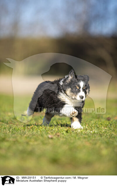Miniature Australian Shepherd puppy / MW-29151