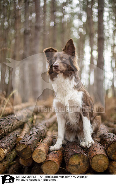 Miniature Australian Shepherd / MW-29153