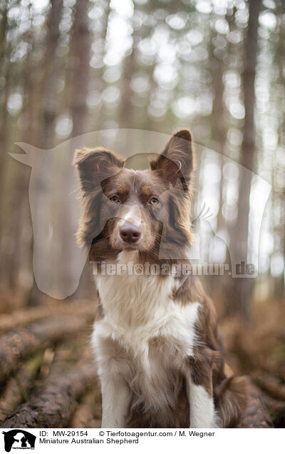 Miniature Australian Shepherd / MW-29154