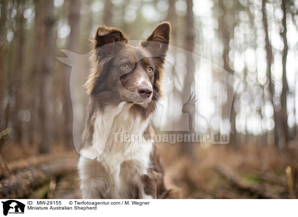 Miniature Australian Shepherd / MW-29155