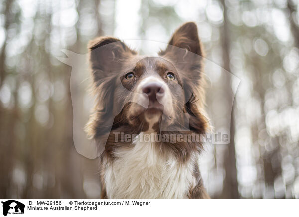 Miniature Australian Shepherd / MW-29156