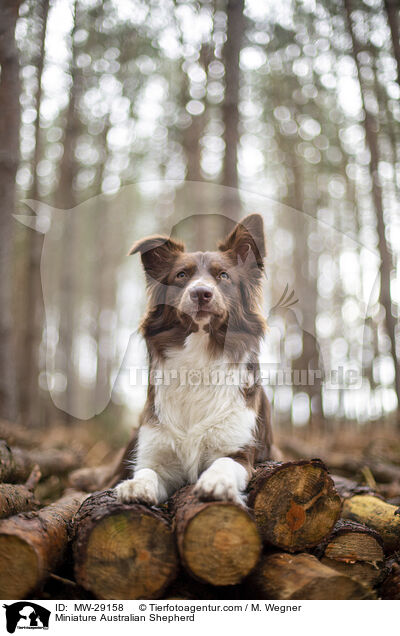 Miniature Australian Shepherd / MW-29158