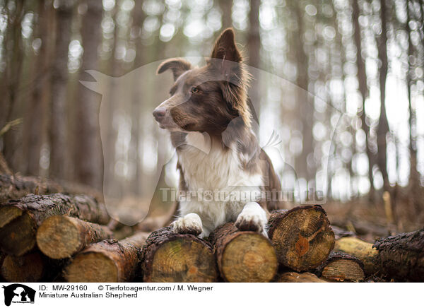 Miniature Australian Shepherd / MW-29160
