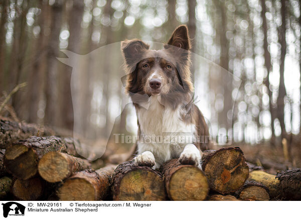 Miniature Australian Shepherd / MW-29161