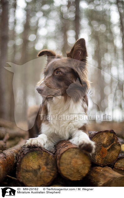 Miniature Australian Shepherd / MW-29162