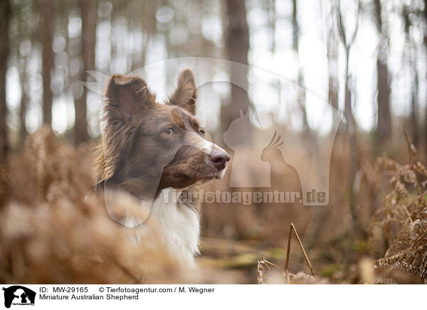 Miniature Australian Shepherd / MW-29165