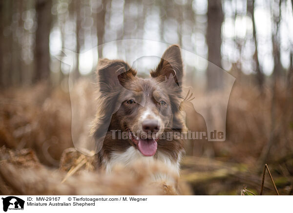 Miniature Australian Shepherd / MW-29167