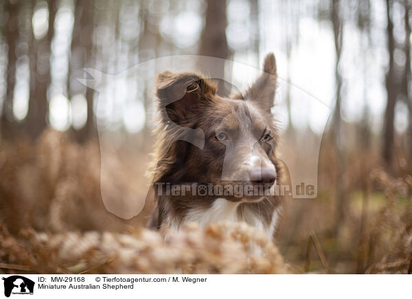 Miniature Australian Shepherd / MW-29168