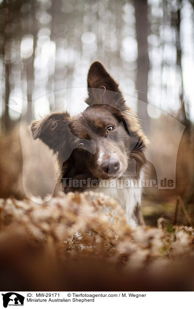 Miniature Australian Shepherd / MW-29171