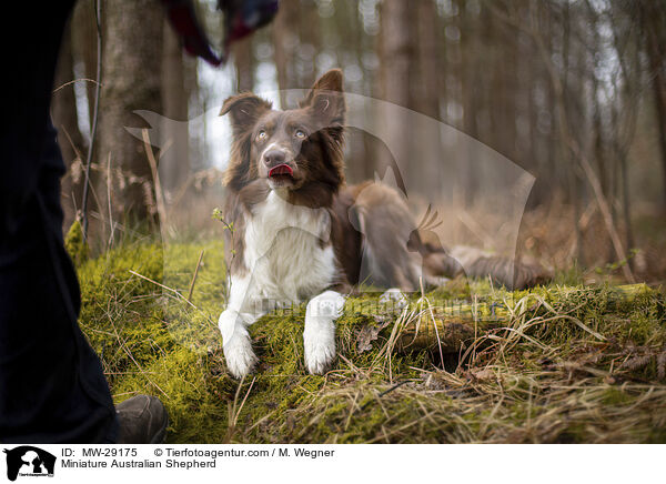 Miniature Australian Shepherd / Miniature Australian Shepherd / MW-29175