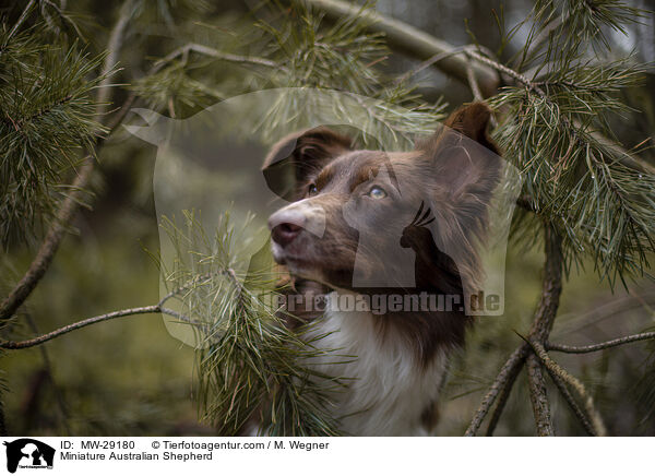 Miniature Australian Shepherd / MW-29180