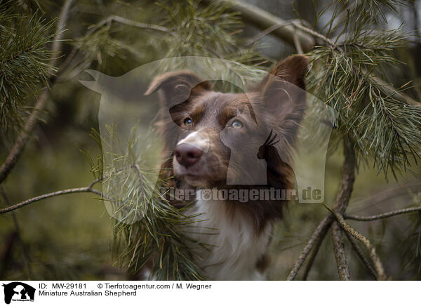 Miniature Australian Shepherd / MW-29181