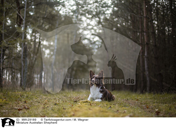 Miniature Australian Shepherd / Miniature Australian Shepherd / MW-29189