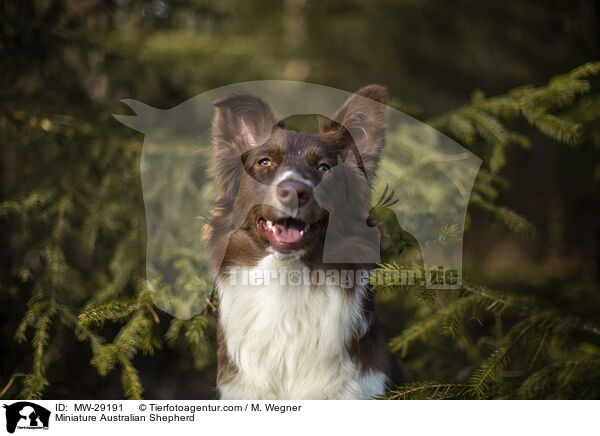 Miniature Australian Shepherd / MW-29191