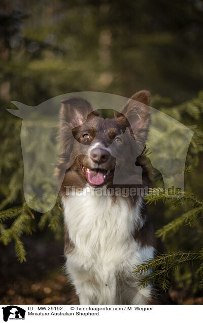 Miniature Australian Shepherd / MW-29192