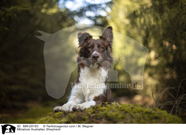 Miniature Australian Shepherd / Miniature Australian Shepherd / MW-29193