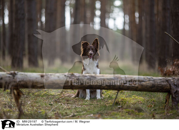 Miniature Australian Shepherd / MW-29197