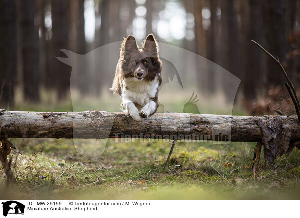 Miniature Australian Shepherd / MW-29199