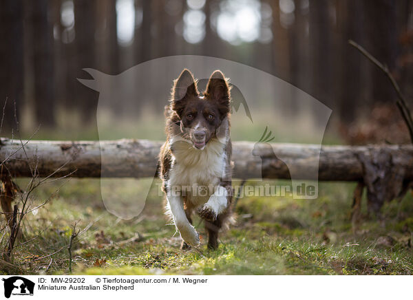 Miniature Australian Shepherd / Miniature Australian Shepherd / MW-29202