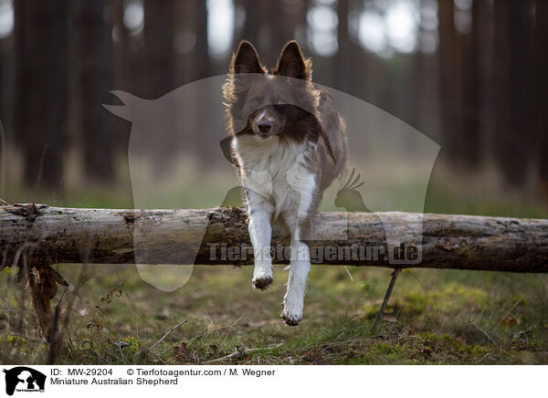 Miniature Australian Shepherd / Miniature Australian Shepherd / MW-29204