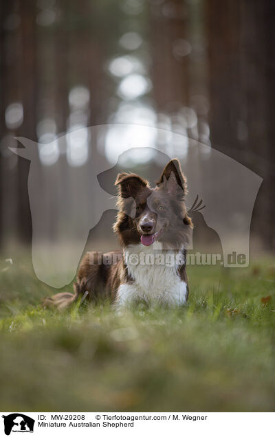 Miniature Australian Shepherd / MW-29208