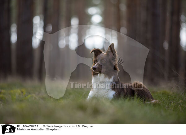 Miniature Australian Shepherd / MW-29211