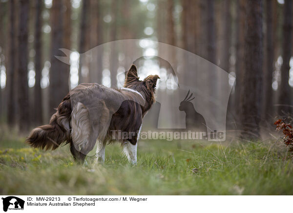 Miniature Australian Shepherd / MW-29213