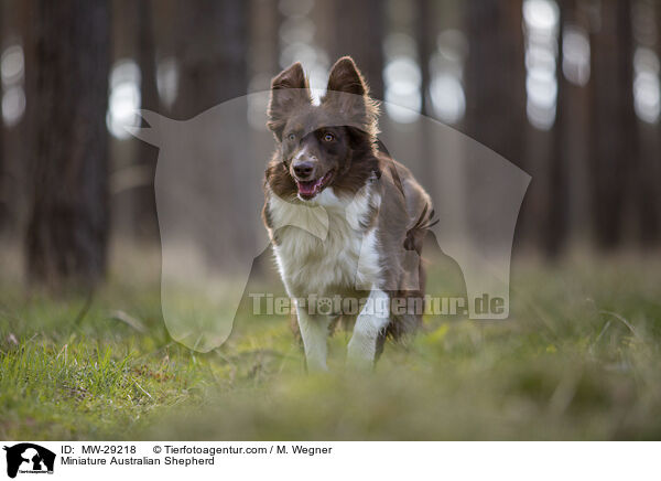 Miniature Australian Shepherd / Miniature Australian Shepherd / MW-29218