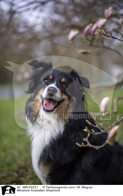 Miniature Australian Shepherd / Miniature Australian Shepherd / MW-29221