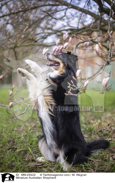 Miniature Australian Shepherd / Miniature Australian Shepherd / MW-29222