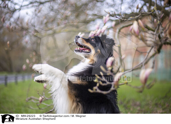 Miniature Australian Shepherd / Miniature Australian Shepherd / MW-29223