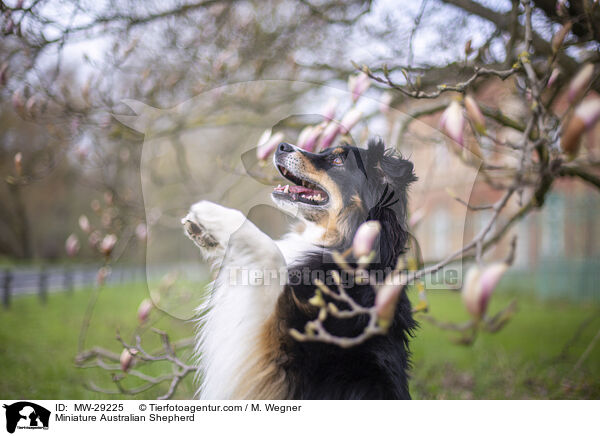 Miniature Australian Shepherd / MW-29225