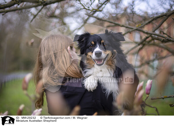 Miniature Australian Shepherd / Miniature Australian Shepherd / MW-29232