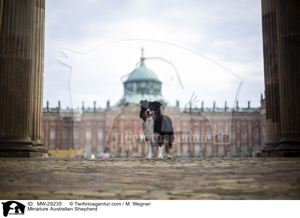 Miniature Australian Shepherd / Miniature Australian Shepherd / MW-29235