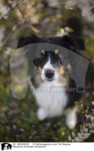 Miniature Australian Shepherd / Miniature Australian Shepherd / MW-29243