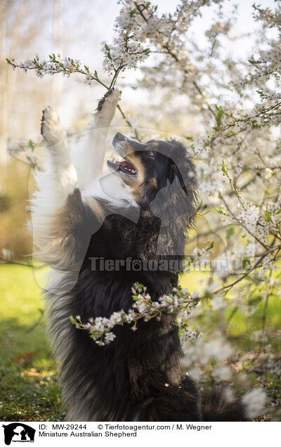 Miniature Australian Shepherd / Miniature Australian Shepherd / MW-29244