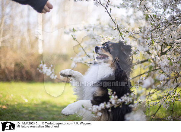 Miniature Australian Shepherd / Miniature Australian Shepherd / MW-29245
