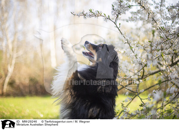 Miniature Australian Shepherd / Miniature Australian Shepherd / MW-29246