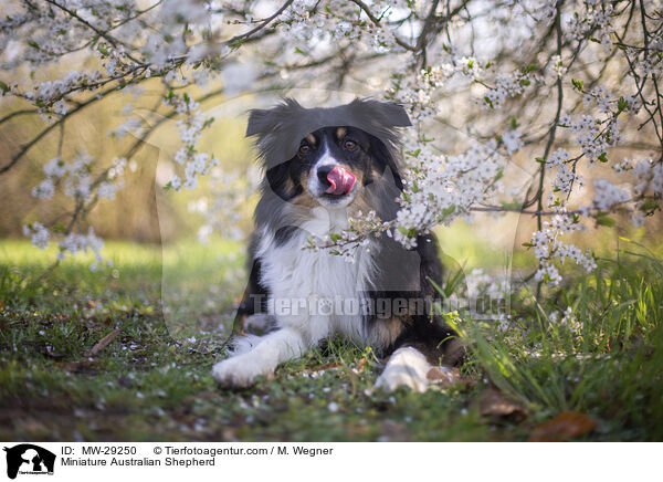 Miniature Australian Shepherd / MW-29250