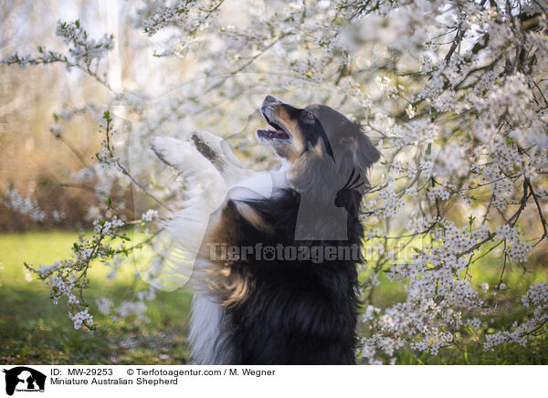 Miniature Australian Shepherd / Miniature Australian Shepherd / MW-29253