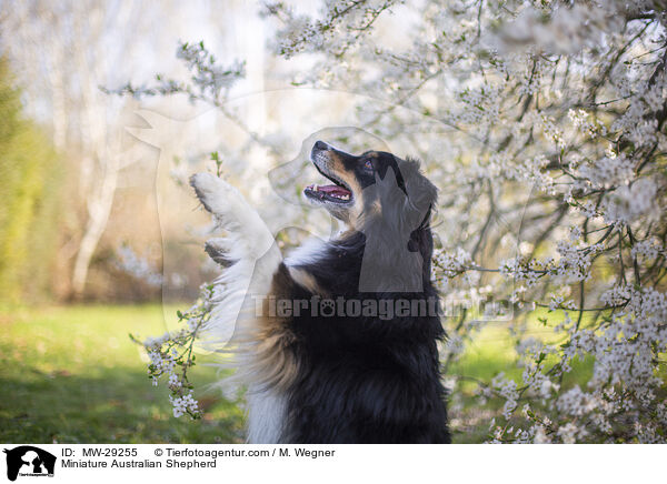 Miniature Australian Shepherd / Miniature Australian Shepherd / MW-29255