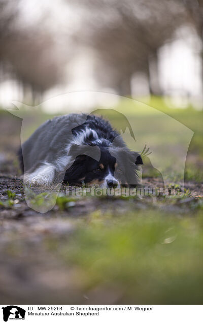 Miniature Australian Shepherd / Miniature Australian Shepherd / MW-29264