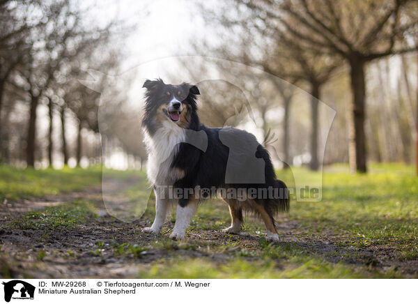 Miniature Australian Shepherd / Miniature Australian Shepherd / MW-29268