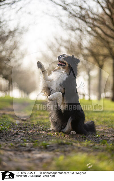 Miniature Australian Shepherd / MW-29271