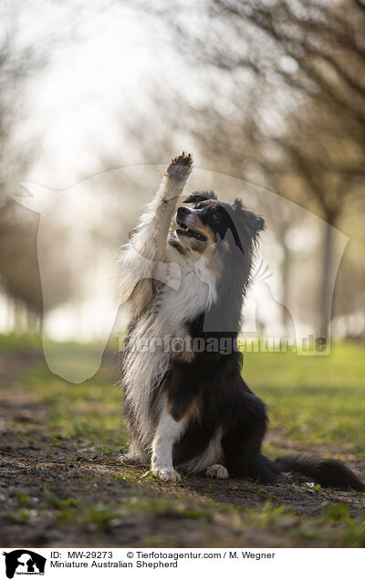 Miniature Australian Shepherd / Miniature Australian Shepherd / MW-29273