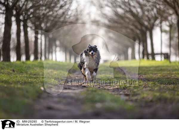Miniature Australian Shepherd / MW-29280