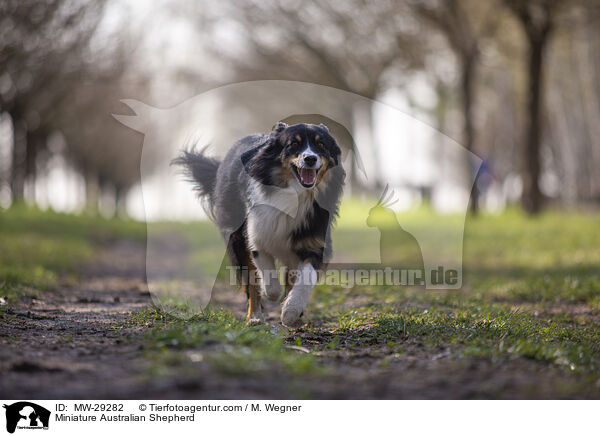 Miniature Australian Shepherd / Miniature Australian Shepherd / MW-29282