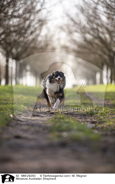 Miniature Australian Shepherd / MW-29283