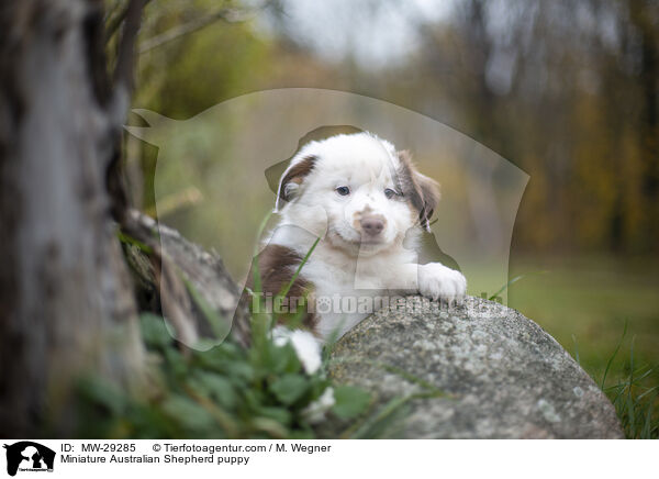Miniature Australian Shepherd puppy / MW-29285